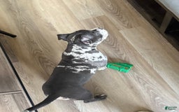 American Bully dogs for sale: Ryder - Image 4