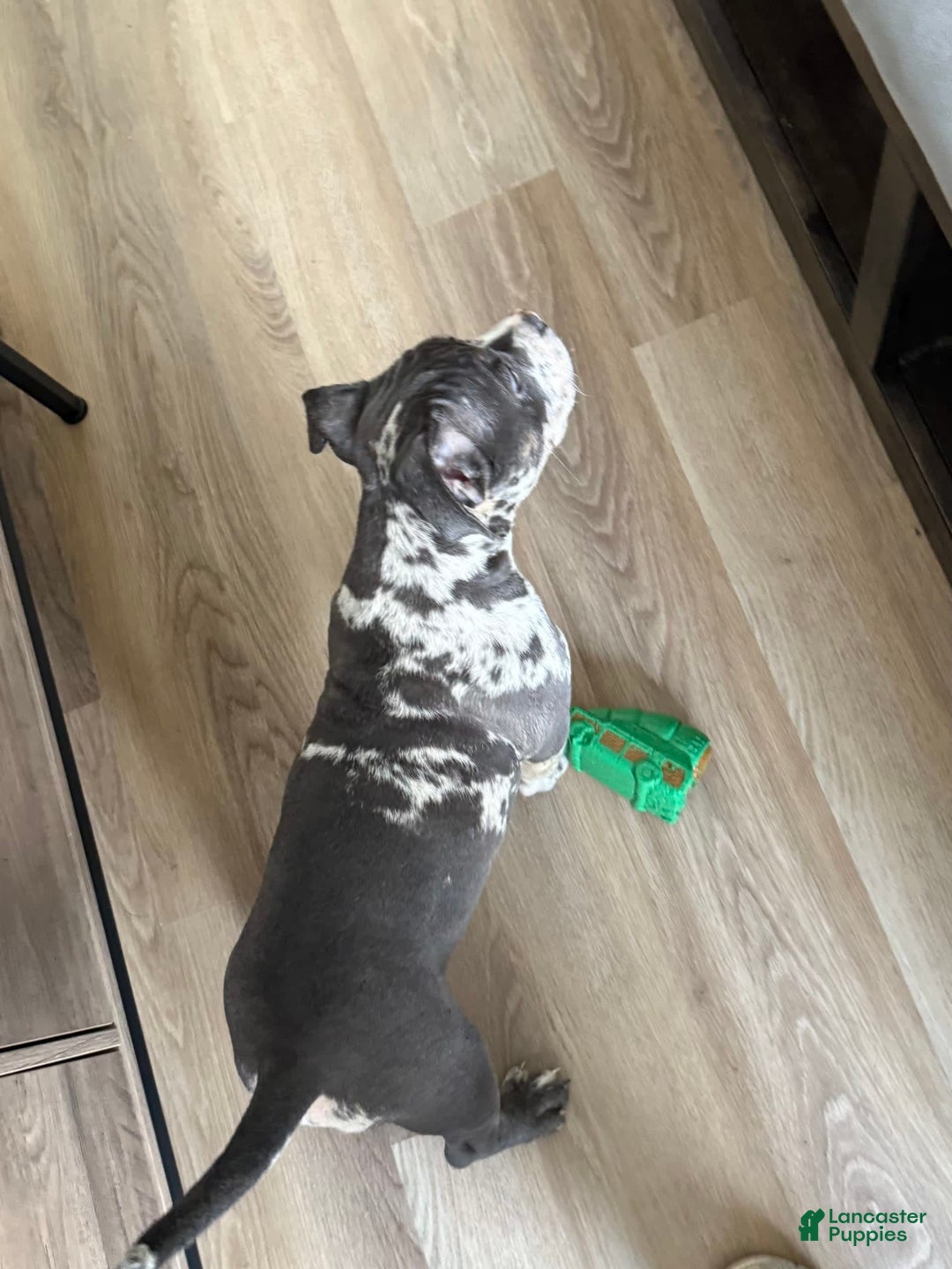 American Bully dogs for sale: Ryder - Image 4