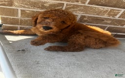 Goldendoodle dogs for sale: Buck - Image 3