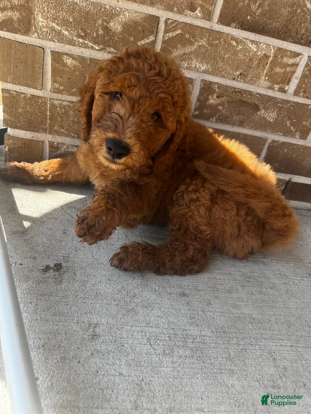 Goldendoodle dogs for sale: Buck - Image 3
