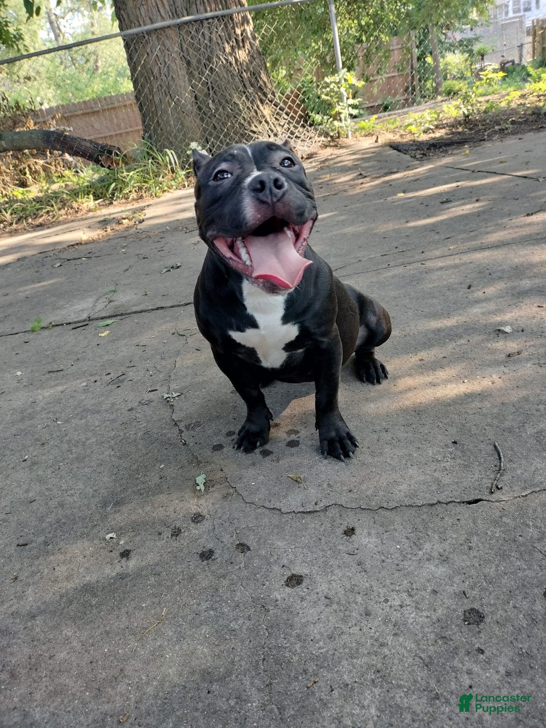 American Bully dogs for sale: American Bully 2 puppies - Image 3