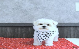 Maltese dogs for sale: Theo - Image 2
