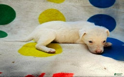 Border Collie dogs for sale: Hissy - Image 11