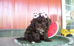 Lhasapoo dogs for sale: Tabby - Image 1