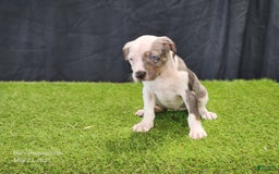 Catahoula Leopard Dog dogs for sale: Diamond 2025 F1 - Image 11