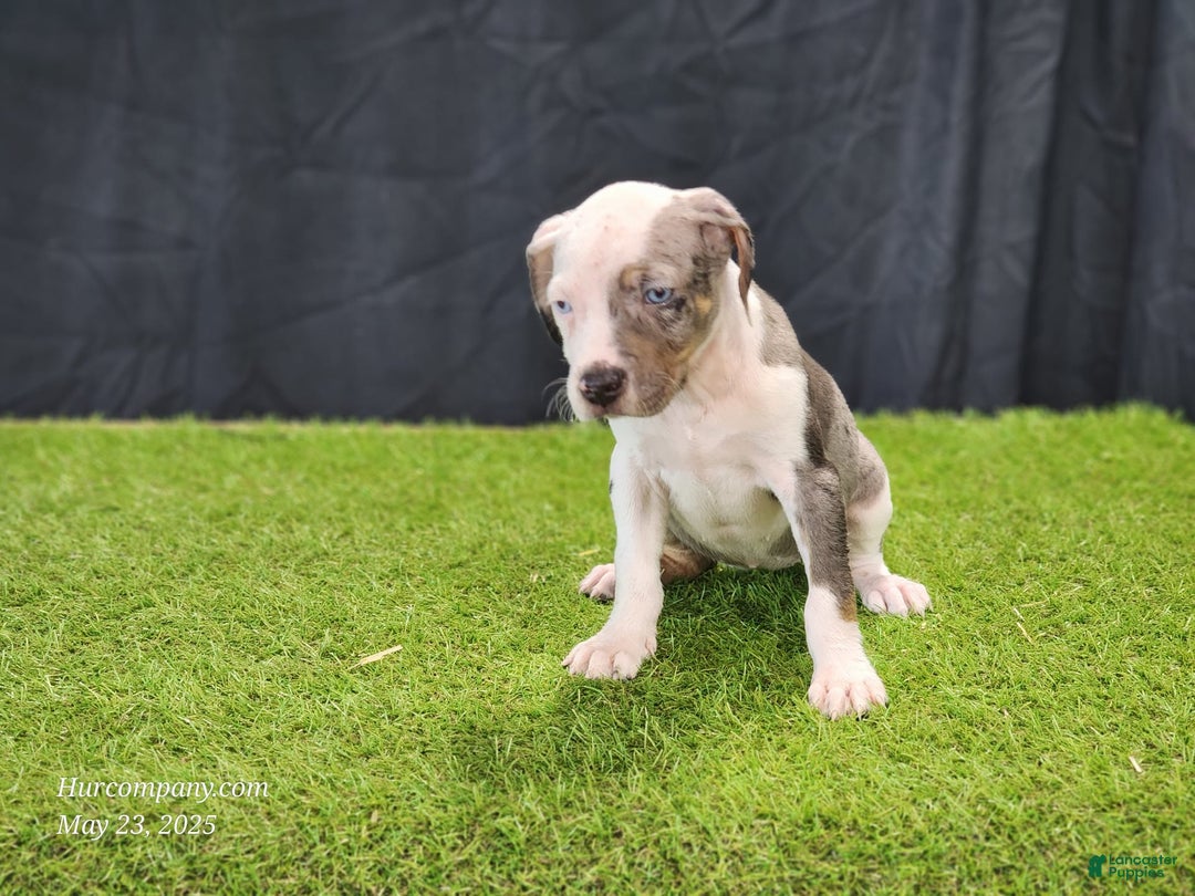 Catahoula Leopard Dog dogs for sale: Diamond 2025 F1 - Image 11