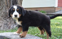 Bernese Mountain Dog dogs for sale: Rover - Image 2