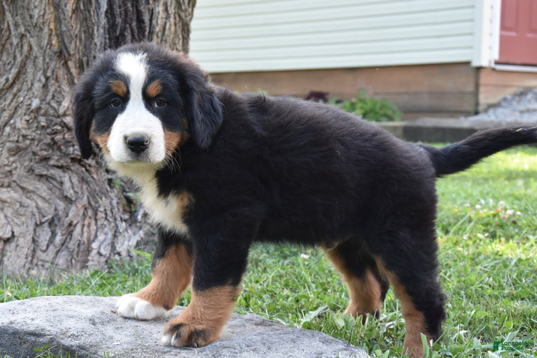 Bernese Mountain Dog dogs for sale: Rover - Image 2