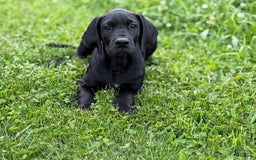 Great Dane dogs for sale: Areona - Image 8