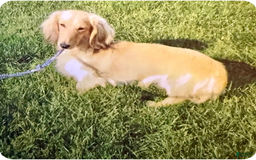 Miniature Dachshund dogs for sale: Elsa - Image 7