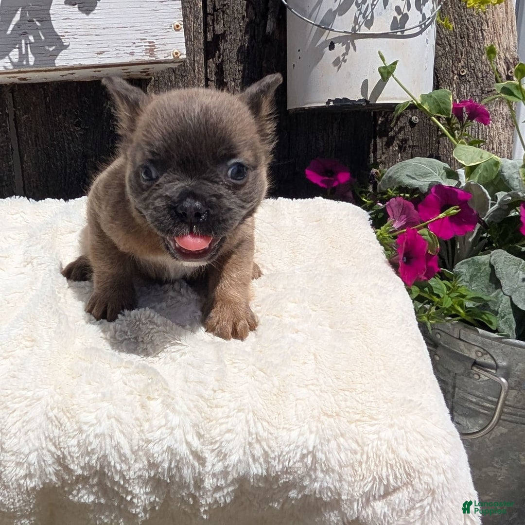 French Bulldog dogs for sale: Tyson - Image 2