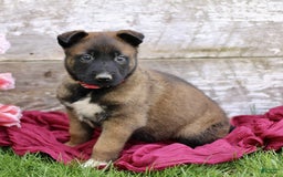 Belgian Malinois dogs for sale: Jasmine - Image 1