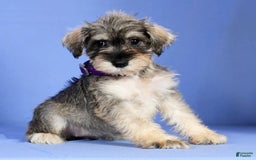Miniature Schnauzer dogs for sale: Brenda - Image 2