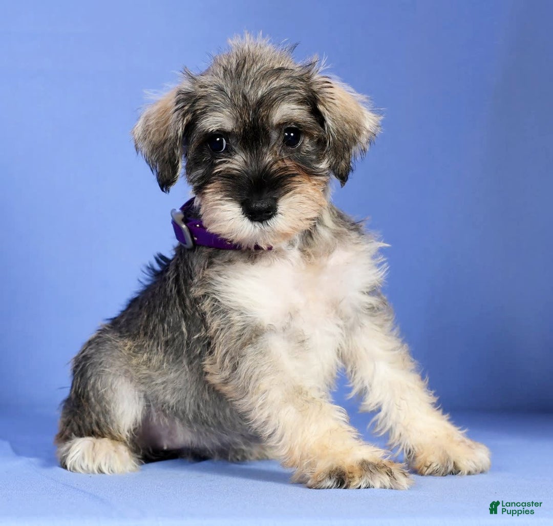 Miniature Schnauzer dogs for sale: Brenda - Image 2