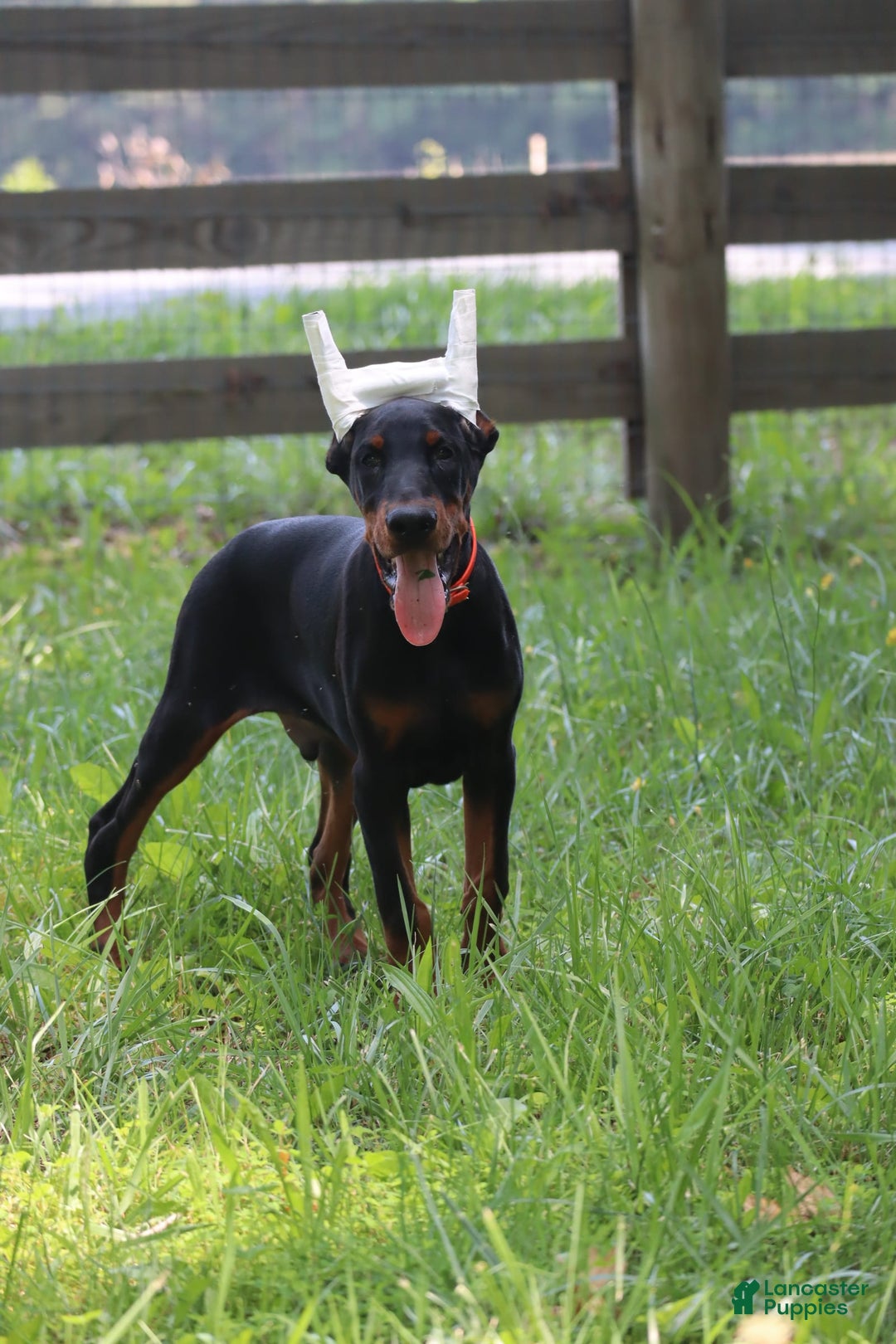 Doberman Pinscher dogs for sale: Storm - Image 6