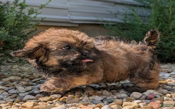 Lhasa Apso dogs for sale: Grizzly - Image 4