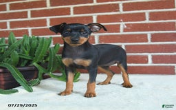 Miniature Pinscher dogs for sale: Jade - Image 5
