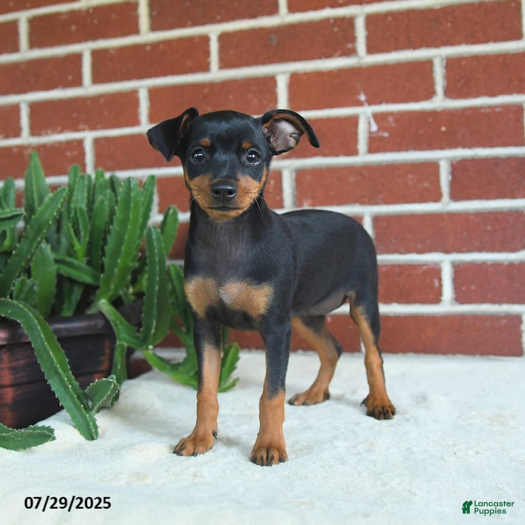 Miniature Pinscher dogs for sale: Jade - Image 5