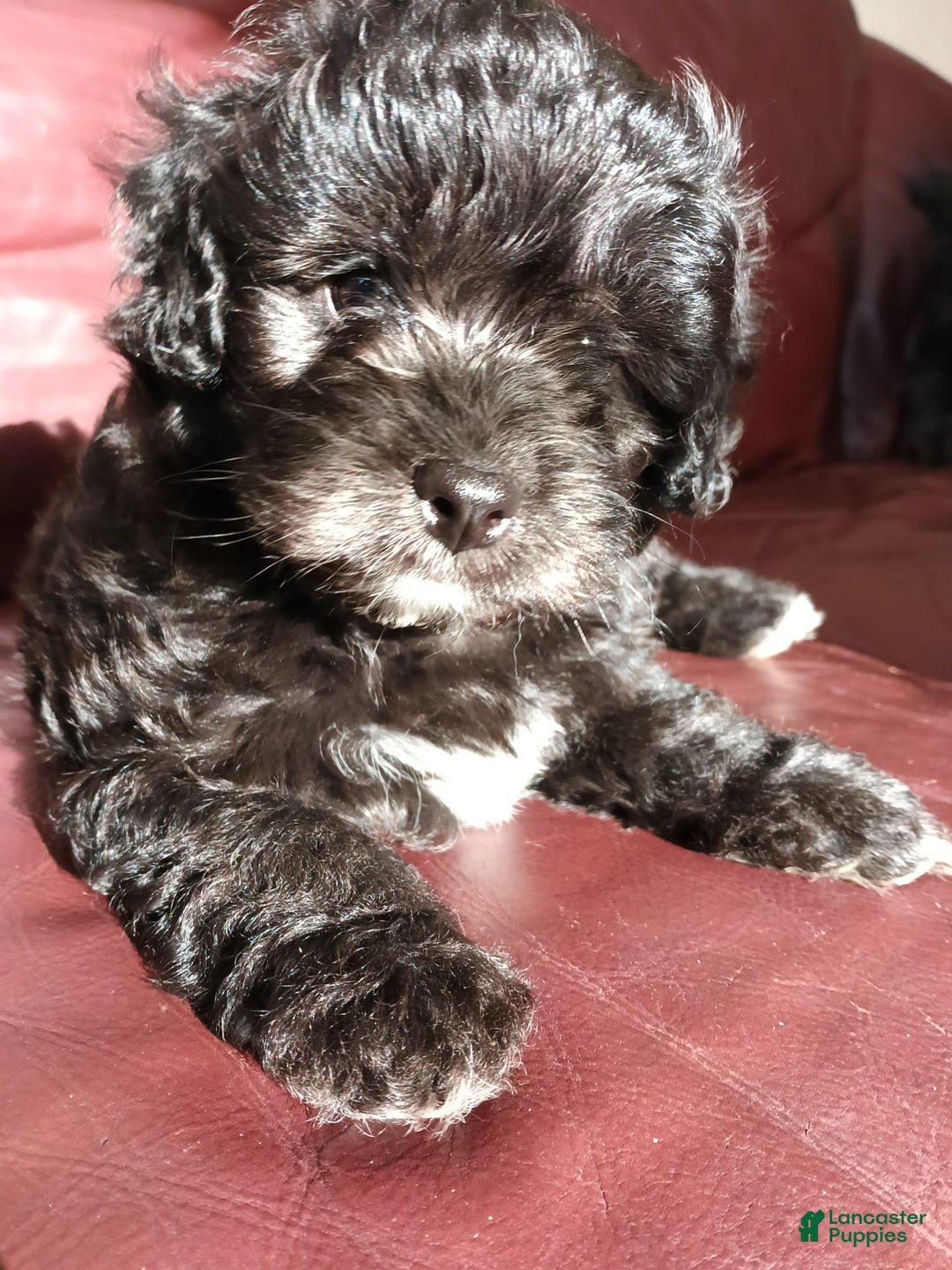 Shihpoo dogs for sale: Pomshihpoo Male Puppy🖤 - Image 2