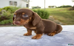 Miniature Dachshund dogs for sale: Fletcher - Image 3
