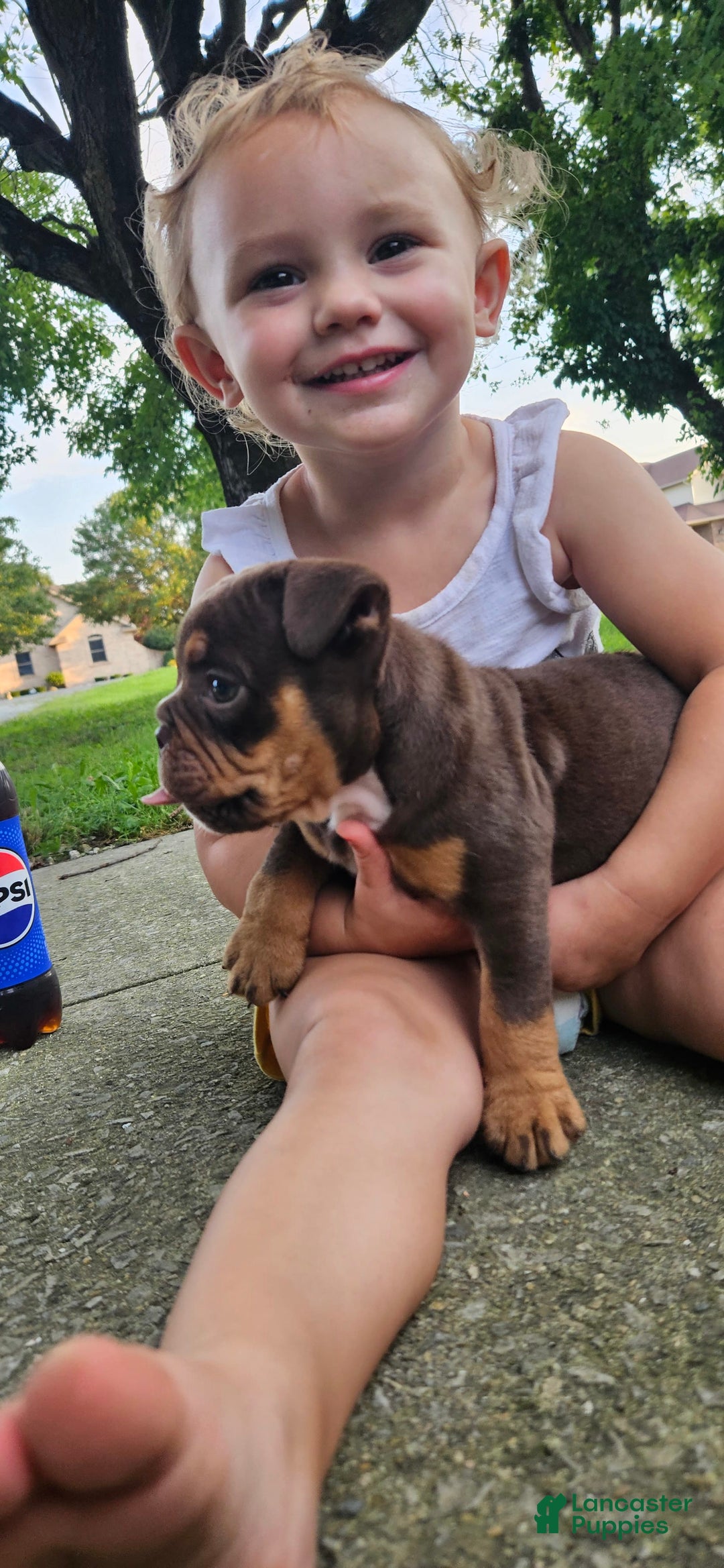 Olde English Bulldogge dogs for sale: Maple - Image 1