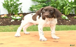 German Shorthaired Pointer dogs for sale: Otis - Image 2