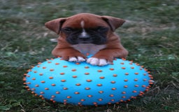 Boxer dogs for sale: Boxer 6 puppies - Image 4