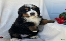 Bernese Mountain Dog dogs for sale: Bailey - Image 6