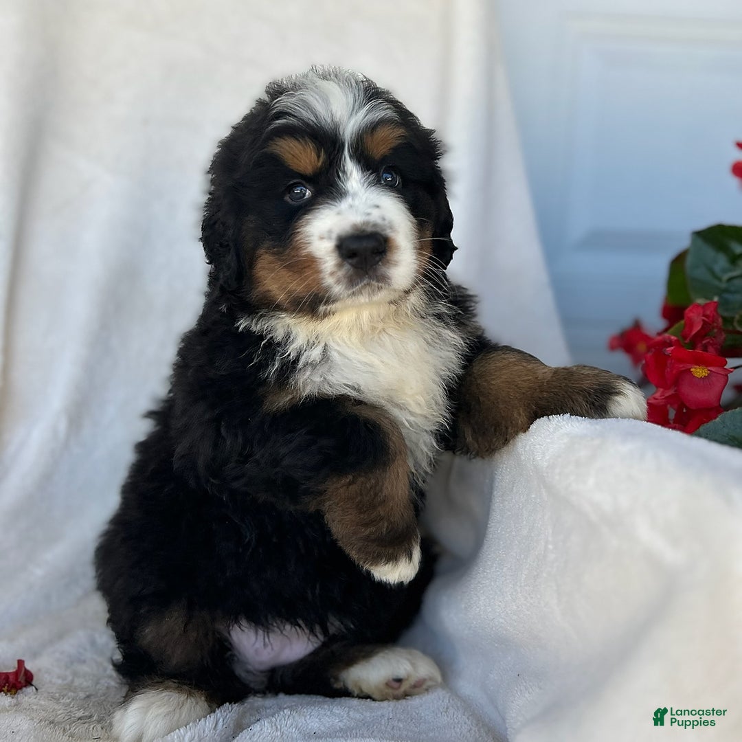 Bernese Mountain Dog dogs for sale: Bailey - Image 6