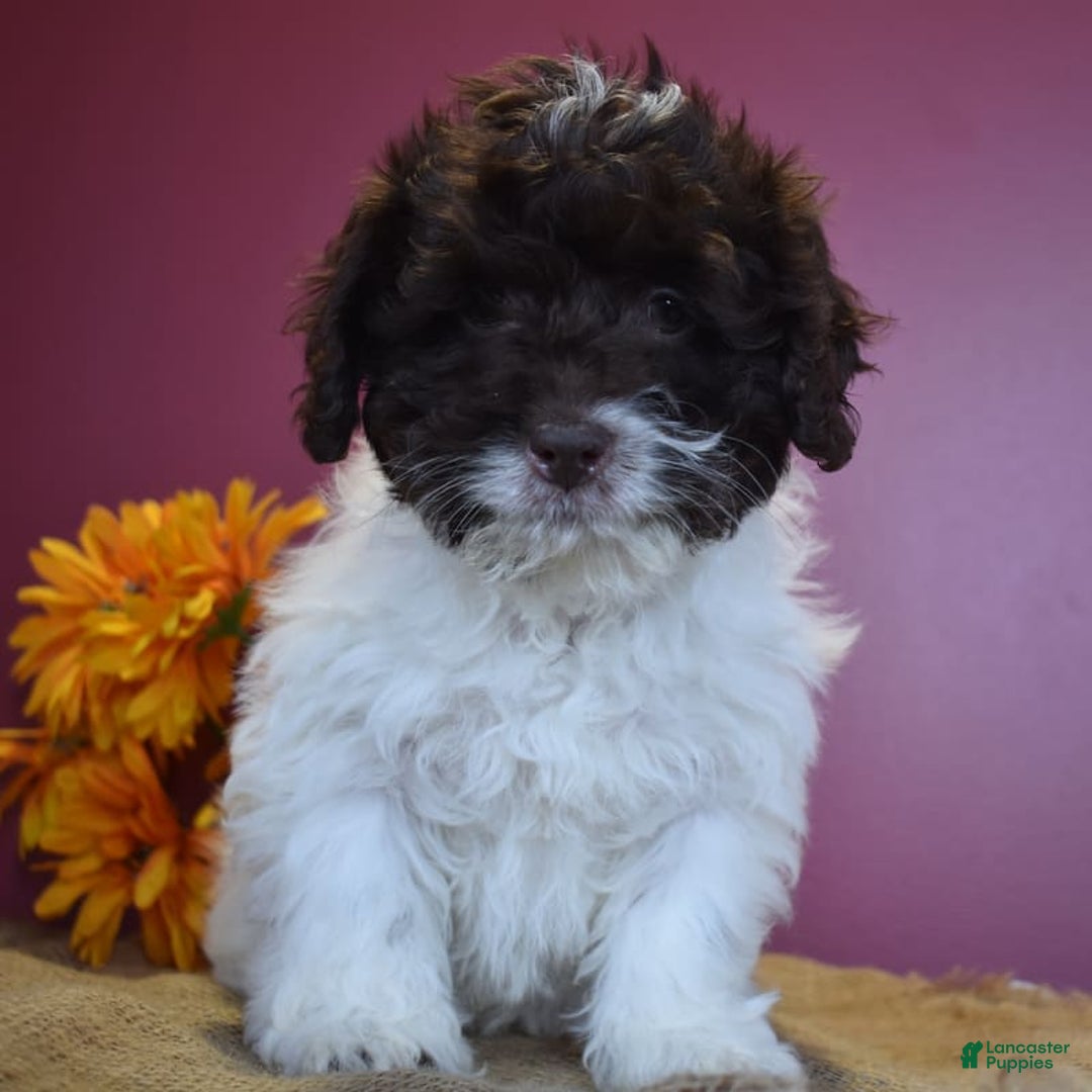 Cavapoo dogs for sale: Janie - Image 7