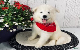 Samoyed dogs for sale: Perla - Image 3