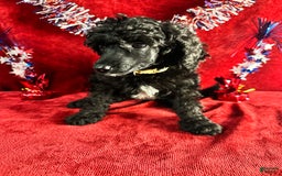 Standard Poodle dogs for sale: Fern - Image 4