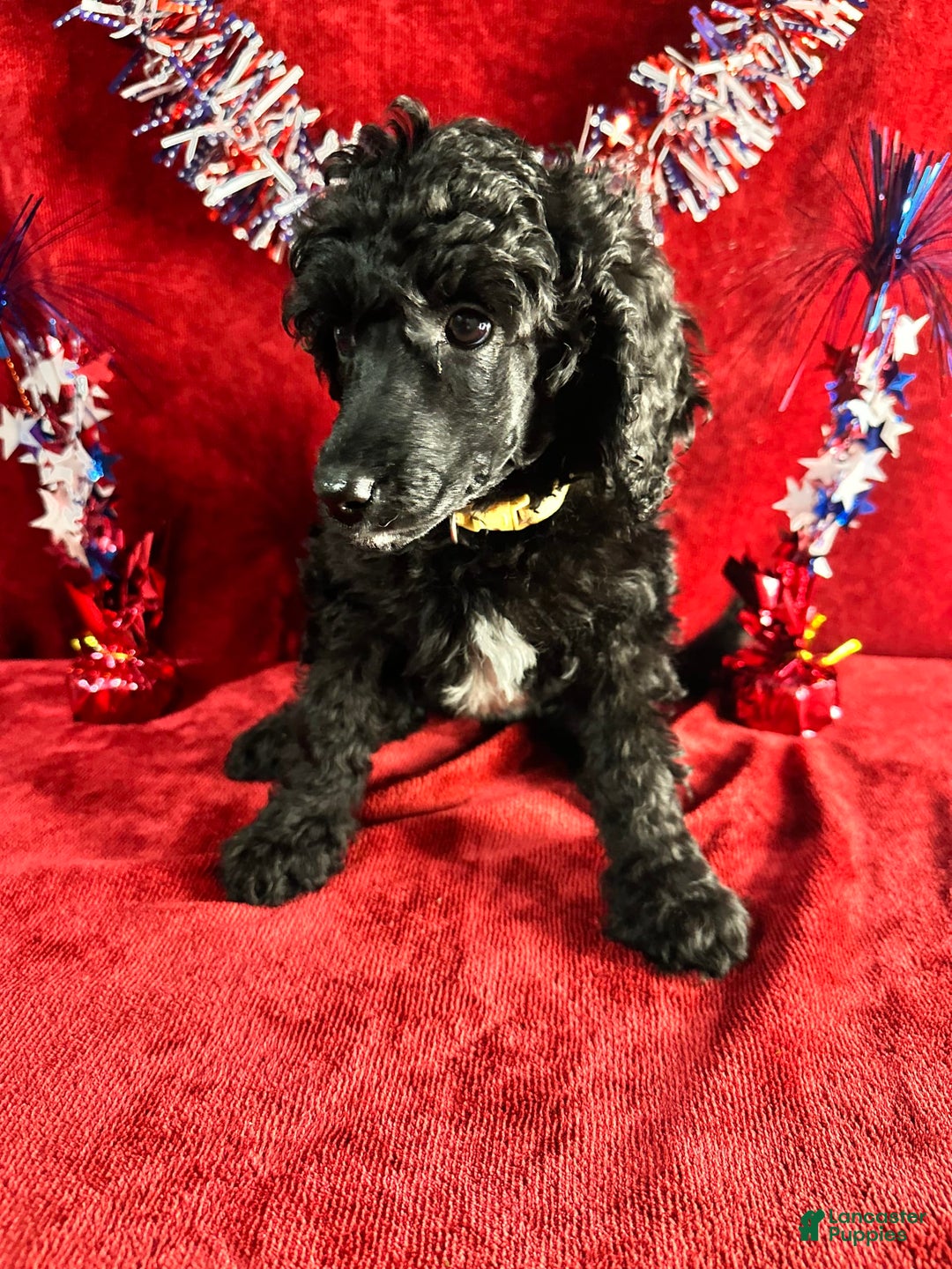 Standard Poodle dogs for sale: Fern - Image 4