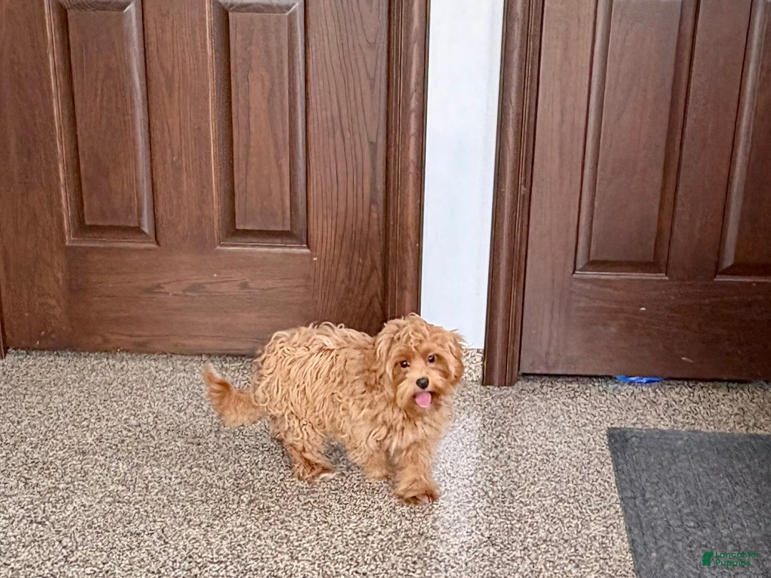 Maltipoo dogs for sale: Cody - Image 9