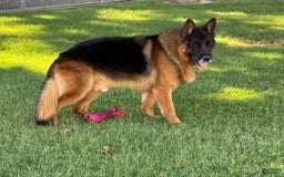 German Shepherd dogs for sale: 2nd Boy - Image 11
