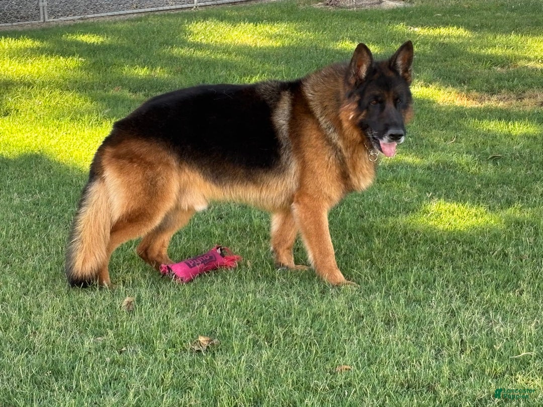 German Shepherd dogs for sale: 2nd Boy - Image 11