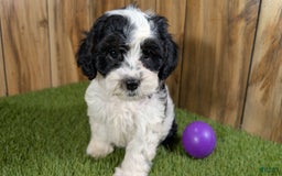 Cavapoo dogs for sale: Missy Girl 3 - Image 9