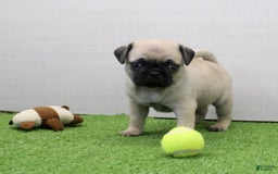 Pug dogs for sale: Mikey - Image 4