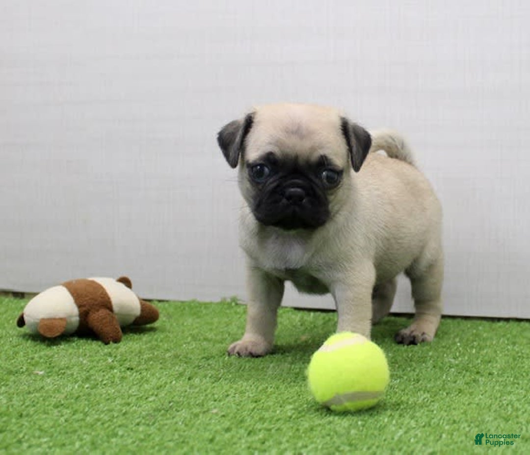 Pug dogs for sale: Mikey - Image 4