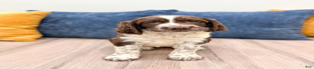 Susie