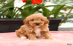 Mini Goldendoodle dogs for sale: Zorro - Image 3