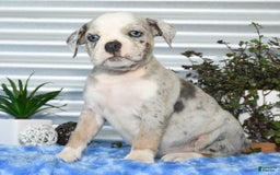 Beabull dogs for sale: Kelly - Image 7