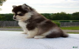 Pomsky dogs for sale: Lacey - Image 1