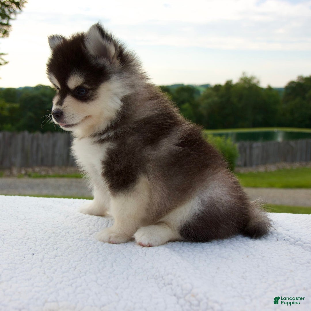 Pomsky dogs for sale: Lacey - Image 1