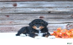 Miniature Poodle dogs for sale: Milo - Image 5