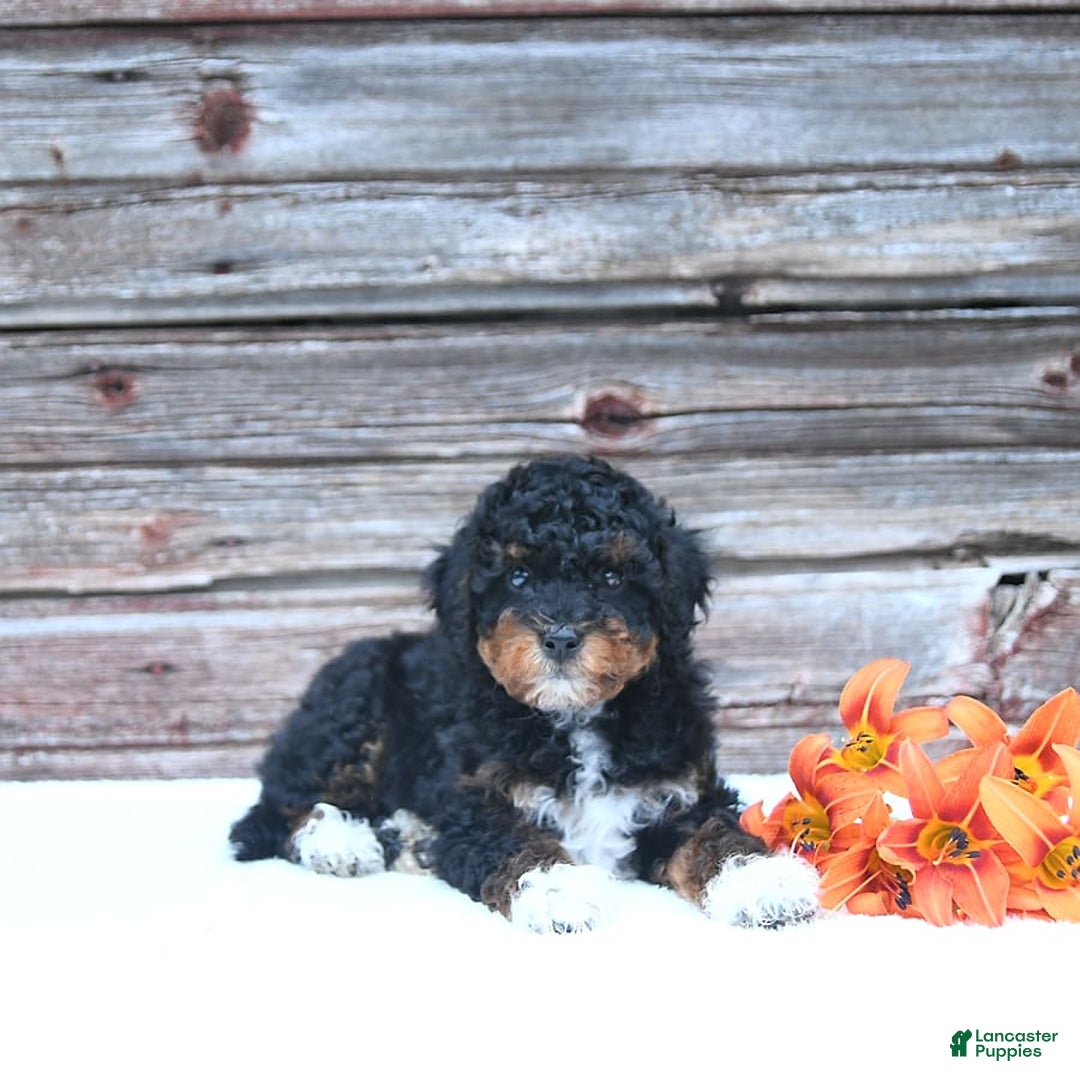 Miniature Poodle dogs for sale: Milo - Image 5
