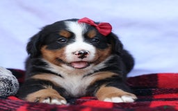 Bernese Mountain Dog dogs for sale: Simon - Image 21