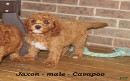Cavapoo dogs for sale: Jaxon - Image 1
