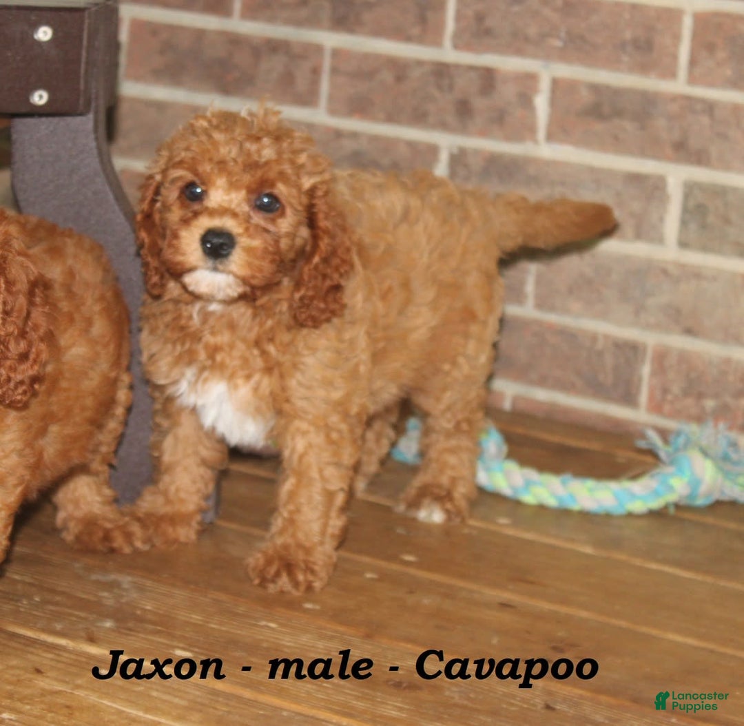 Cavapoo dogs for sale: Jaxon - Image 1
