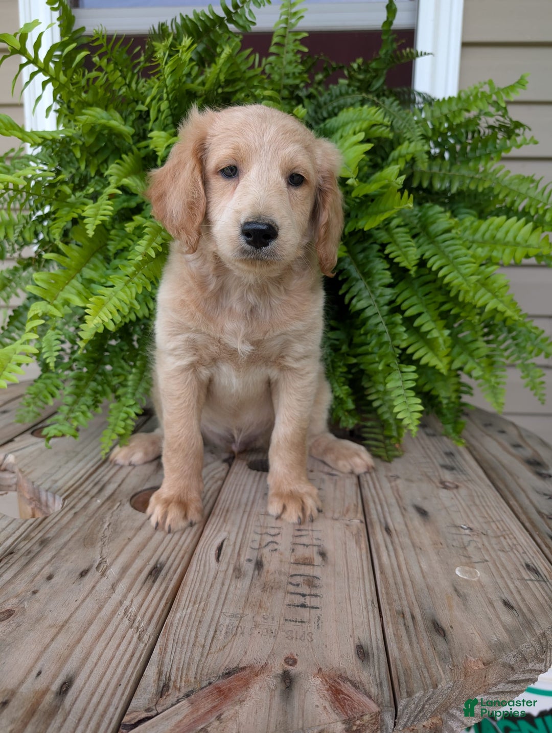 Goldendoodle dogs for sale: Bella - Image 14